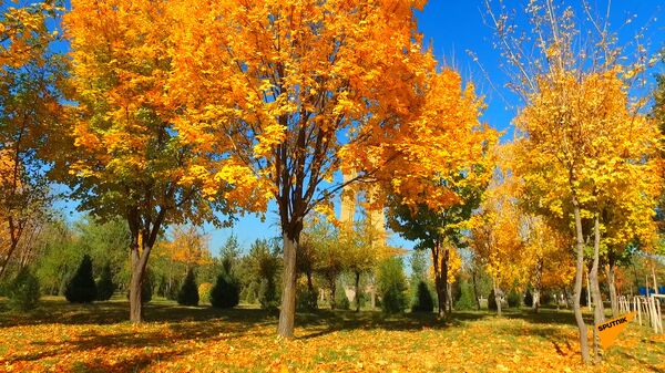 Как осенью выглядит парк на юге Бишкека — видео с высоты - Sputnik Кыргызстан
