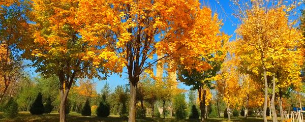 Как осенью выглядит парк на юге Бишкека — видео с высоты - Sputnik Кыргызстан