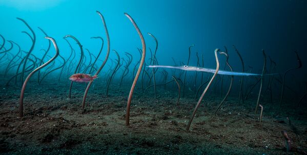 Снимок The garden of eels американского фотографа David Doubilet, победивший в категории Under Water фотоконкурса 2019 Wildlife Photographer of the Year - Sputnik Кыргызстан
