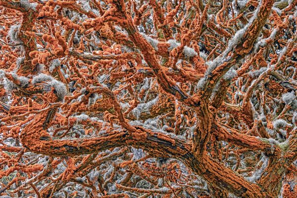 Снимок Tapestry of life сербско-американского фотографа Zorica Kovacevic, победивший в категории Plants and Fungi фотоконкурса 2019 Wildlife Photographer of the Year - Sputnik Кыргызстан