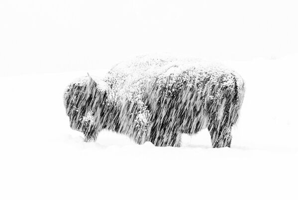 Снимок Snow exposure американского фотографа Max Waugh, победивший в категории Black and White фотоконкурса 2019 Wildlife Photographer of the Year - Sputnik Кыргызстан