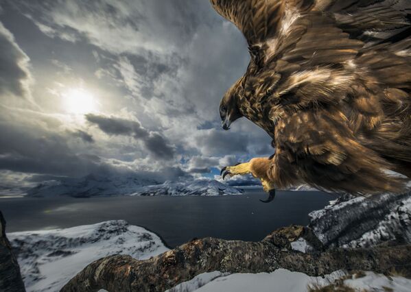 Снимок Land of the eagle норвежского фотографа Audun Rikardsen, победивший в категории Behaviour: Birds фотоконкурса 2019 Wildlife Photographer of the Year - Sputnik Кыргызстан