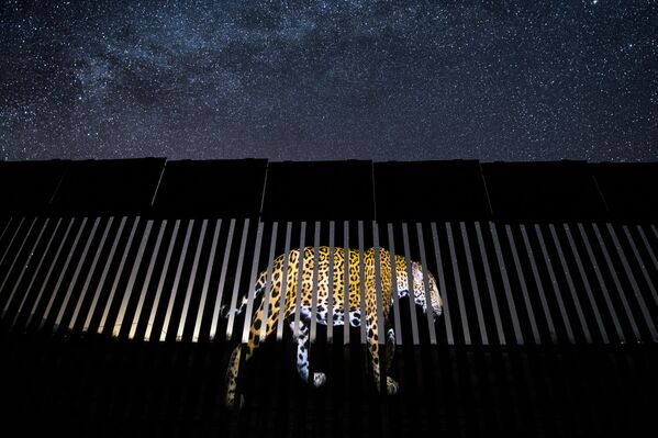 Снимок Another barred migrant  мексиканского фотографа Alejandro Prieto, победивший в категории Single Image фотоконкурса 2019 Wildlife Photographer of the Year - Sputnik Кыргызстан