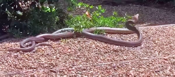 На видео попала схватка двух опаснейших змей из-за самки - Sputnik Кыргызстан