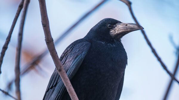 Ворона сидит на ветке дерева. Архивное фото - Sputnik Кыргызстан