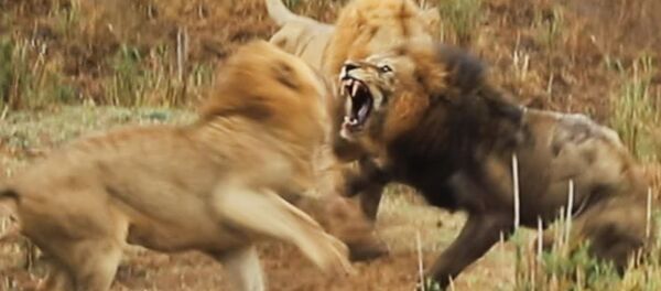 Власть молодым! Видео жестокой схватки старого льва с двумя соперниками - Sputnik Кыргызстан