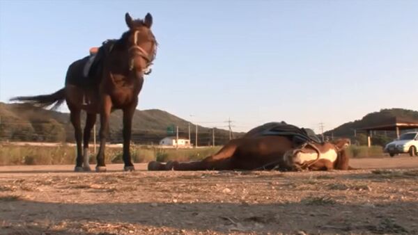 Лошадь притворяется мертвой всякий раз, когда ее пытаются оседлать. Видео - Sputnik Кыргызстан