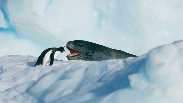 На волоске от смерти — видео захватывающей охоты морского леопарда на пингвинов - Sputnik Кыргызстан