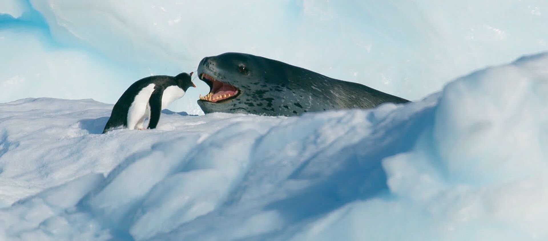 На волоске от смерти — видео захватывающей охоты морского леопарда на пингвинов - Sputnik Кыргызстан, 1920, 12.04.2021