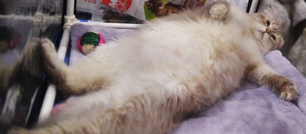 Кошка. Архивное фото - Sputnik Кыргызстан