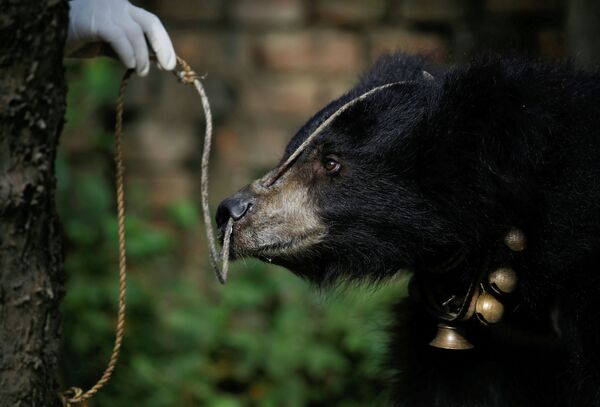 Спасение из неволи медведя-губача в непальском городе Сираха - Sputnik Кыргызстан