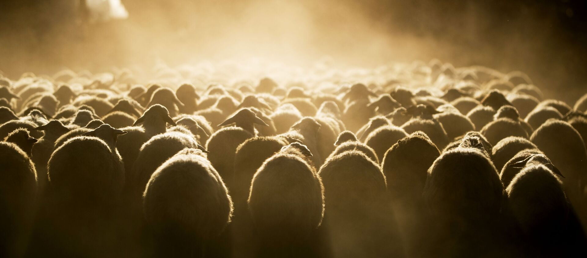 Отара овец идет к пастбищу. Архивное фото - Sputnik Кыргызстан, 1920, 26.02.2021