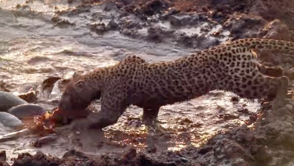До чего доводит голод. Леопард стал рыбаком в грязевой луже — видео - Sputnik Кыргызстан