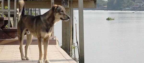 Бир жума бою суу жээгинде ээсин күткөн күчүк. Зээн кейиткен видео - Sputnik Кыргызстан