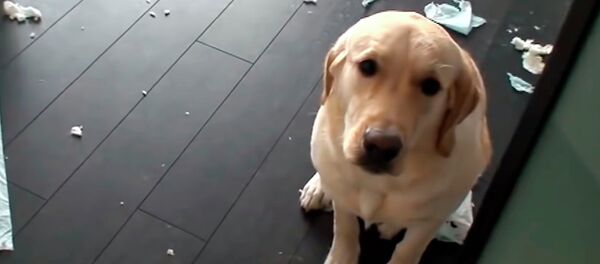 Шыйпаңдап, бурчка туруп. Тентек кылып ээсинен жеме уккан иттердин видеосу - Sputnik Кыргызстан