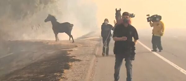 Конь нырнул в гущу дыма, чтобы спасти кобылу с жеребенком. Видео - Sputnik Кыргызстан