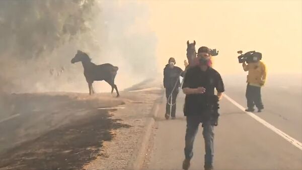 Конь нырнул в гущу дыма, чтобы спасти кобылу с жеребенком. Видео - Sputnik Кыргызстан