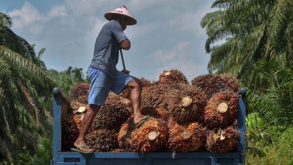Фермер загружает в грузовик сырье для производства пальмового масла. Архивное фото - Sputnik Кыргызстан