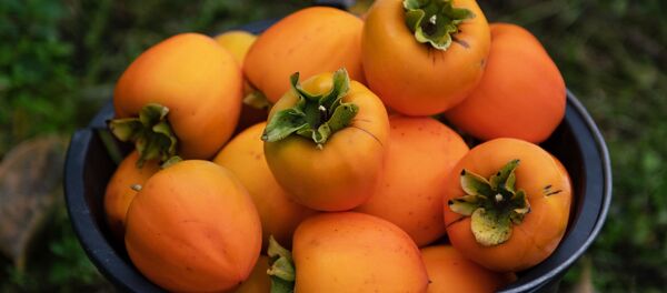 Сбор урожая хурмы. Архивное фото - Sputnik Кыргызстан