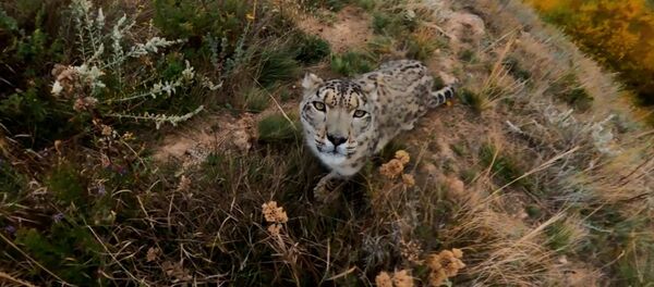 Так близко снежного барса вы еще не видели! Удивительное видео, снятое в КР - Sputnik Кыргызстан