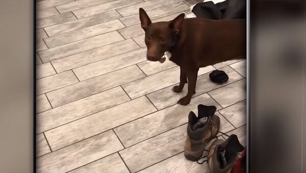 Ноль В США логопед заявила, что научила разговаривать своего пса — видео - Sputnik Кыргызстан