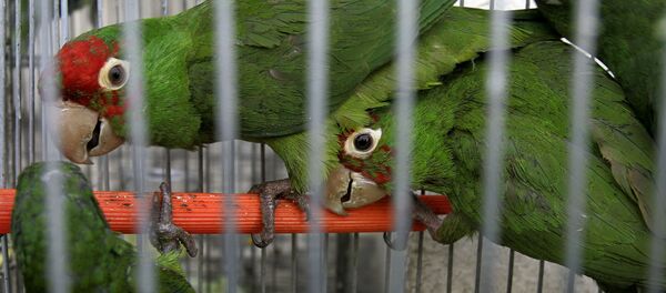 Контрабанка редких птиц в Лиме Контрабанка редких птиц в Лиме - Sputnik Кыргызстан