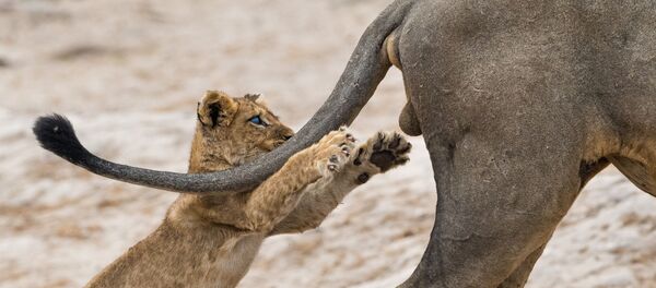 Снимок Grab life by the ..... британского фотографа Sarah Skinner, победивший в конкурсе Comedy Wildlife Photography Awards 2019 Снимок Grab life by the ..... британского фотографа Sarah Skinner, победивший в конкурсе Comedy Wildlife Photography Awards 2019 - Sputnik Кыргызстан