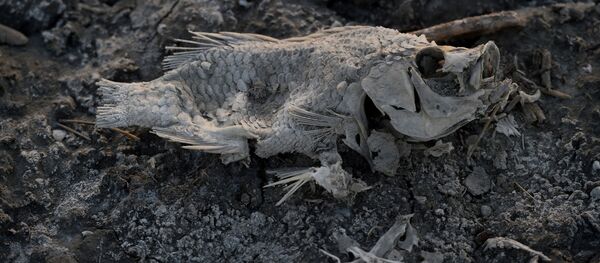 Загрязнение вод в Солтон-Си - Sputnik Кыргызстан