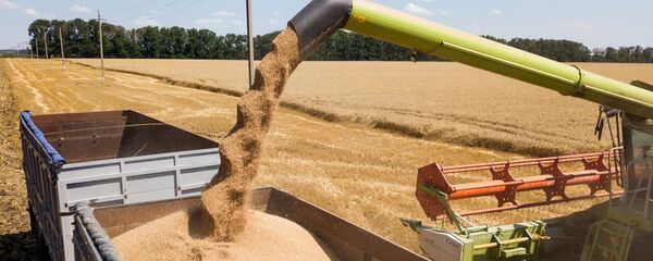 Буудай түшүмүн жыйноо. Архив - Sputnik Кыргызстан