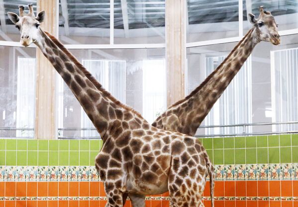 Жирафы в Красноярском зоопарке - Sputnik Кыргызстан