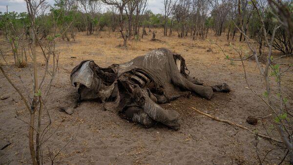 Слон умерший в результате засухи в Зимбабве. Архивное фото - Sputnik Кыргызстан