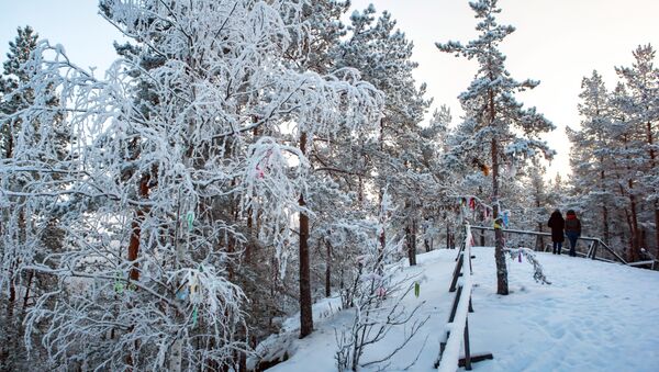 Деревья покрытые снегом в лесу.  Архивное фото - Sputnik Кыргызстан