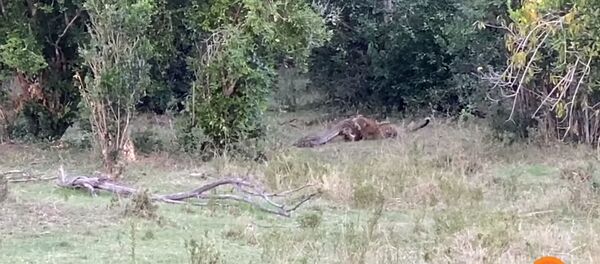 Такое редко увидишь — битву питона и леопарда сняли на видео - Sputnik Кыргызстан