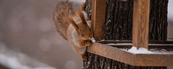 Первый снег в Бишкеке Первый снег в Бишкеке - Sputnik Кыргызстан