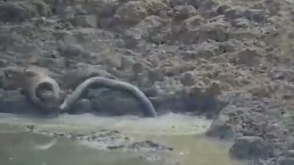 Молниеносная атака — питон за секунду утащил оленя в водоем. Видео из Индии - Sputnik Кыргызстан