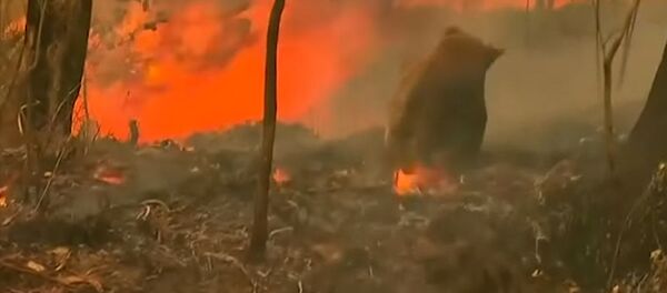 Австралийка спасла коалу из пылающего леса, рискуя жизнью. Трогательное видео Австралийка спасла коалу из пылающего леса, рискуя жизнью. Трогательное видео - Sputnik Кыргызстан