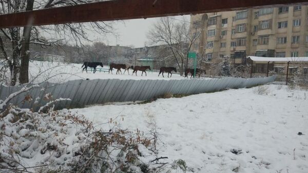 Милиция Бишкека ищет владельца семи лошадей, которые пасутся во дворе многоэтажного дома - Sputnik Кыргызстан