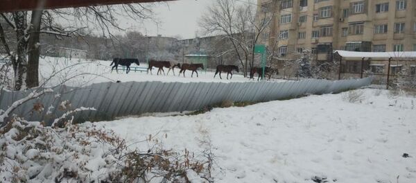 Бишкек шаардык милициясы көп кабаттуу үйдүн короосунда жайылып жүргүн бир үйүр (жети жылкы) жылкынын ээсин издеп жатат Бишкек шаардык милициясы көп кабаттуу үйдүн короосунда жайылып жүргүн бир үйүр (жети жылкы) жылкынын ээсин издеп жатат - Sputnik Кыргызстан