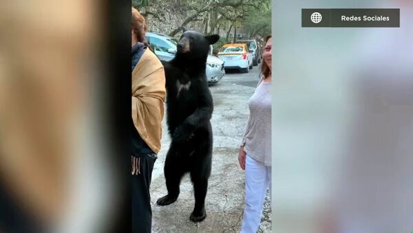 Дикий медведь вежливо похлопал туристку по плечу, выпрашивая еду. Видео - Sputnik Кыргызстан