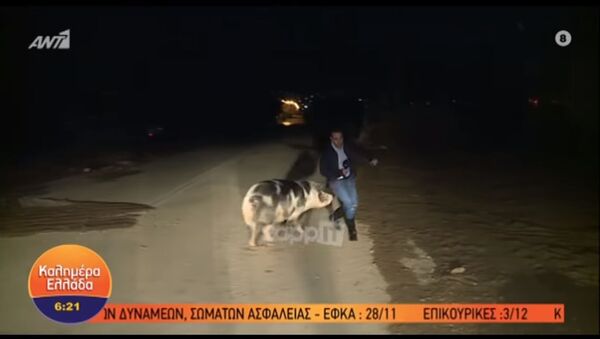 Ведущий вел прямой эфир, убегая от свиньи, — забавное видео - Sputnik Кыргызстан
