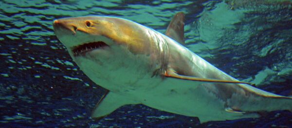 Океанариум Окинава в Японии - Sputnik Кыргызстан