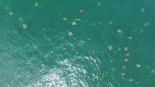 Вау! Тысячи черепах собрались в одном месте — видео с дрона - Sputnik Кыргызстан