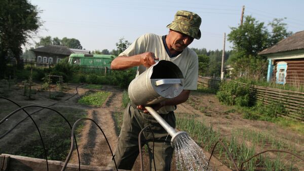 Мужчина поливает грядку у себя в огороде. Архивное фото - Sputnik Кыргызстан