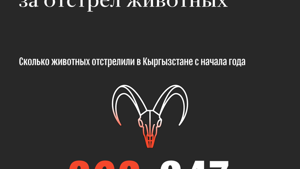 Сколько денег получает КР от иностранцев за отстрел животных - Sputnik Кыргызстан