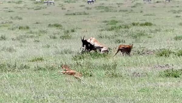 Пять гепардов напали на антилопу, а ее детеныша не тронули. Видео - Sputnik Кыргызстан