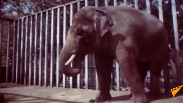 Как легендарный слон Батыр произносил свое имя — видео - Sputnik Кыргызстан