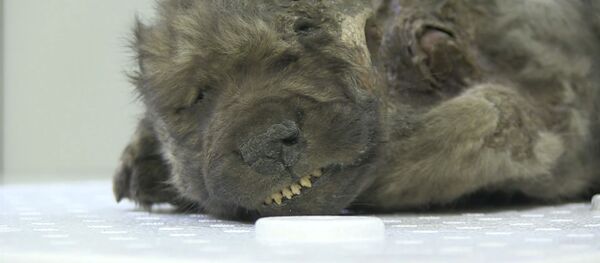 Найдены останки щенка, лежавшие во льду 18 тысяч лет, — видео Найдены останки щенка, лежавшие во льду 18 тысяч лет, — видео - Sputnik Кыргызстан