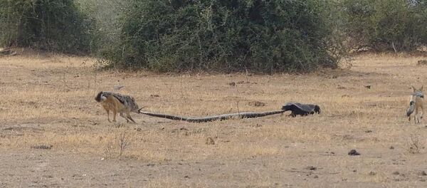 Питон стал жертвой своей добычи — медоед убил змею и прогнал шакалов. Видео - Sputnik Кыргызстан