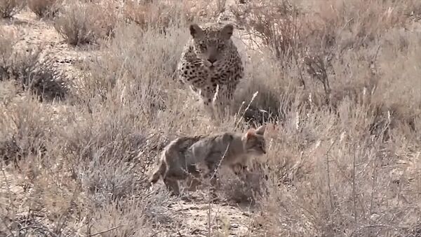 Охота на охотника — леопард не оставил шанса коту, напав на него сзади. Видео - Sputnik Кыргызстан