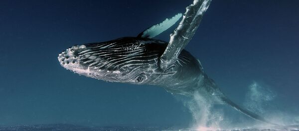 Суу алдында категориясынын жеңүүчүсү. Сүрөт Абаны көздөй деп аталат. Автору Алексей Зозуля - Sputnik Кыргызстан